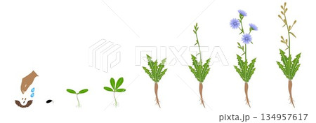Cycle of growth of chicory plant isolated on a white background. 134957617