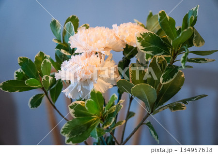 White carnations with green variegated leaves stand in a simple bouquet, soft indoor light, blue background, calm and minimal floral still life 134957618