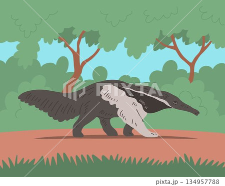 Giant anteater walking in forest landscape 134957788