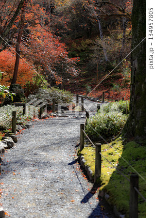 Beautiful Alley, pedestrian path along the tree in garden during autumn. 134957805