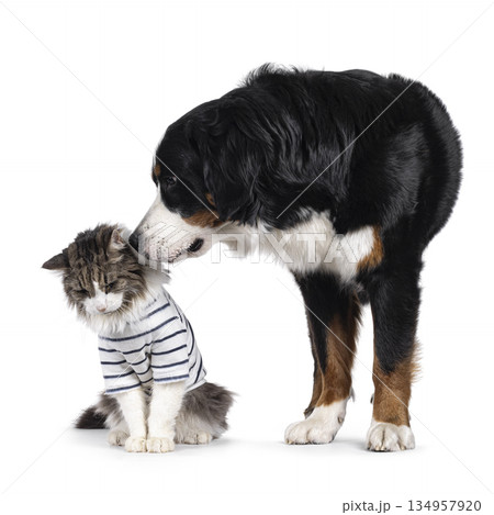 Berner Sennen dog on white background 134957920