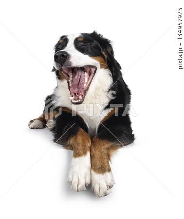 Berner Sennen dog on white background Berner Sennen dog on white background 134957925