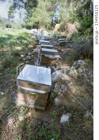 Hives and other beekeeping appliance for breeding bees Hives and other beekeeping appliance for breeding bees 134958125