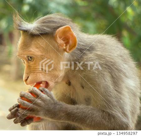 Rhesus monkeys (lat. Macaca mulatta) macaques, most well-known. Rhesus monkeys (lat. Macaca mulatta) macaques, most well-known. 134958297