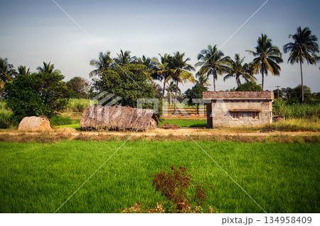 Indian agricultural areas with houses of ryots 134958409