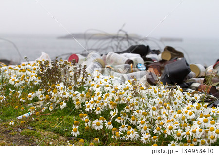 camomiles and dump 134958410