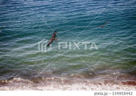 Kites fly over shore of Arabian sea 134958442
