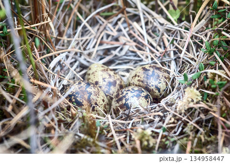 Snipe nest in sedge swamp Snipe nest in sedge swamp 134958447