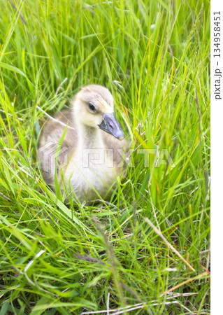 The goose sitting in a grass The goose sitting in a grass 134958451