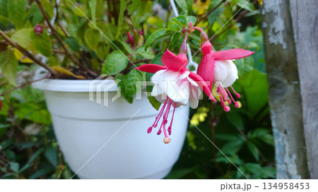 A white flower pot with a pink and white flower in it 134958453