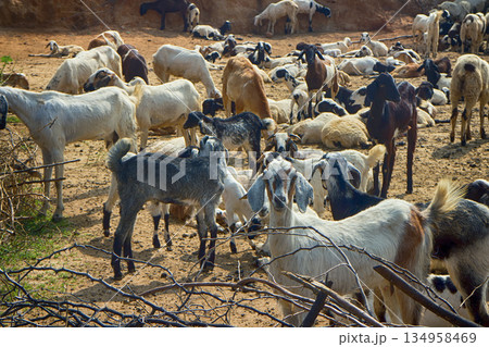 Prairie of the Deccan plateau (India). Flock of sheep 134958469