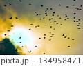 Flock of pigeons in sunset sky 134958471