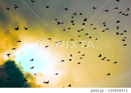 Flock of pigeons in sunset sky 134958471