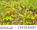 wild strawberry thickets 134958485