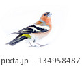 chaffinch (Fringilla coelebs) on white background 134958487
