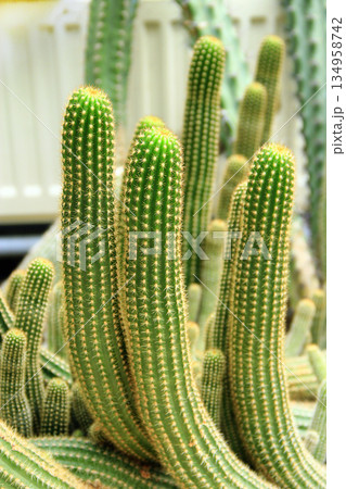 Prickly Cactus growing in nature. Cleistocactus tominensis growing in garden Prickly Cactus growing in nature. Cleistocactus tominensis growing in garden 134958742