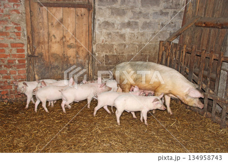 Pig mother and pigs in barn. Brood of little pigs on farm. Pig family Pig mother and pigs in barn. Brood of little pigs on farm. Pig family 134958743
