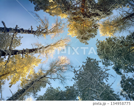 tops of trees illuminated by sun 134958775