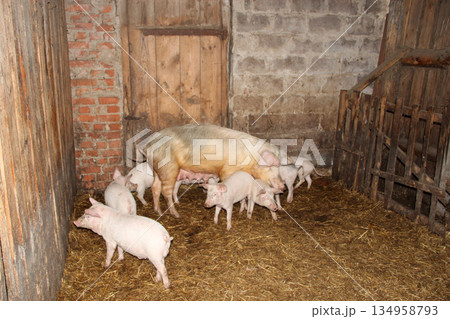 Pig mother and pigs in barn. Brood of little pigs on farm. Pig family Pig mother and pigs in barn. Brood of little pigs on farm. Pig family 134958793