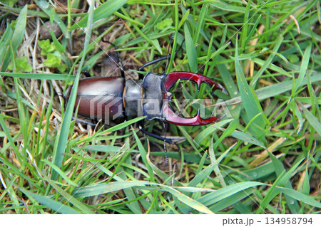 Stag beetle is climbing in green grass. Big insect with great horns 134958794