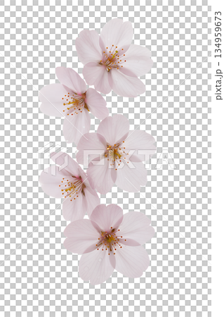 Delicate pink cherry blossoms sakura on transparent background, perfect for spring designs, weddings, and digital art Delicate pink cherry blossoms sakura on transparent background, perfect for spring designs, weddings, and digital art 134959673