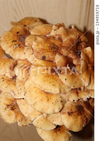 Freshly picked Honey Mushrooms bunch on a wooden background Freshly picked Honey Mushrooms bunch on a wooden background 134959719