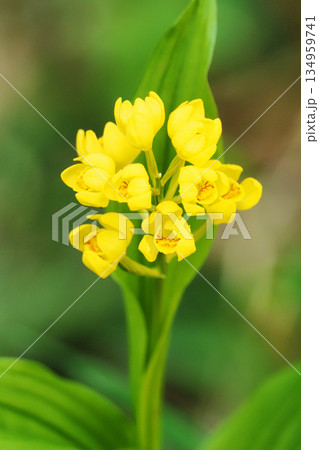 キンランの花 キンランの花 134959741