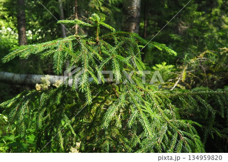 Taiga biome dominated by coniferous forests. Picea spruce, genus of coniferous evergreen trees in the Pine family Pinaceae. Karelia, Orzega. Spruce branches sway in a strong wind in sunny weather Taiga biome dominated by coniferous forests. Picea spruce, genus of coniferous evergreen trees in the Pine family Pinaceae. Karelia, Orzega. Spruce branches sway in a strong wind in sunny weather 134959820