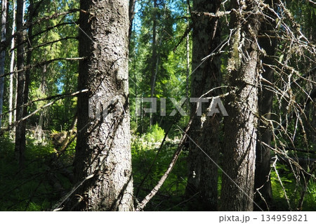 Taiga biome dominated by coniferous forests. Picea spruce, genus of coniferous evergreen trees in the Pine family Pinaceae. Karelia, Orzega. Spruce branches sway in a strong wind in sunny weather Taiga biome dominated by coniferous forests. Picea spruce, genus of coniferous evergreen trees in the Pine family Pinaceae. Karelia, Orzega. Spruce branches sway in a strong wind in sunny weather 134959821