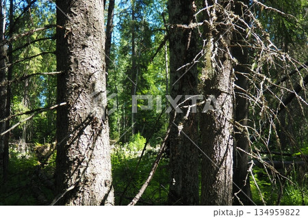 Taiga biome dominated by coniferous forests. Picea spruce, genus of coniferous evergreen trees in the Pine family Pinaceae. Karelia, Orzega. Spruce branches sway in a strong wind in sunny weather Taiga biome dominated by coniferous forests. Picea spruce, genus of coniferous evergreen trees in the Pine family Pinaceae. Karelia, Orzega. Spruce branches sway in a strong wind in sunny weather 134959822