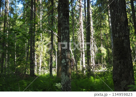 Taiga biome dominated by coniferous forests. Picea spruce, genus of coniferous evergreen trees in the Pine family Pinaceae. Karelia, Orzega. Spruce branches sway in a strong wind in sunny weather 134959823