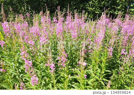 Fireweed Chamerion angustifolium is a perennial herb in the Onagraceae Evening Primrose family. Meadow field. A Blow of Wind. Orzega, Karelia. Taiga Nature. Pink blooming Sally, fireweed or Ivan tea Fireweed Chamerion angustifolium is a perennial herb in the Onagraceae Evening Primrose family. Meadow field. A Blow of Wind. Orzega, Karelia. Taiga Nature. Pink blooming Sally, fireweed or Ivan tea 134959824