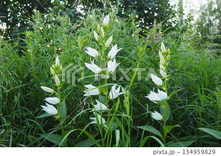 Campanula, genus of Campanulaceae of flowering plants. White bellflowers have bell-shaped flowers as little bell. Campanula latifolia is Perennial herbaceous plant of meadows, fields, forests. Taiga. 134959829