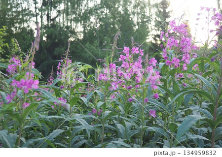 Fireweed Chamerion angustifolium is a perennial herb in the Onagraceae Evening Primrose family. Meadow field. A Blow of Wind. Orzega, Karelia. Taiga Nature. Pink blooming Sally, fireweed or Ivan tea Fireweed Chamerion angustifolium is a perennial herb in the Onagraceae Evening Primrose family. Meadow field. A Blow of Wind. Orzega, Karelia. Taiga Nature. Pink blooming Sally, fireweed or Ivan tea 134959832