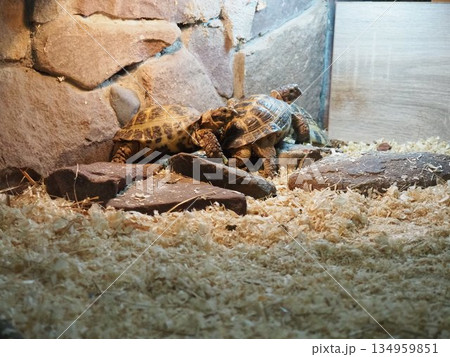 Russian Agrionemys steppe tortoise Testudo horsfieldii, Afghan or endemic Central Asian four-clawed tortoise, four-toed or Horsfield tortoise, is threatened species of tortoise in family Testudinidae 134959851