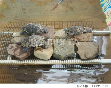 Red-eared slider or terrapin Trachemys scripta elegans is a subspecies of the pond slider Trachemys scripta, a terrapin belonging to the family Emydidae. Popular as a pet. Most invasive chelonian 134959856