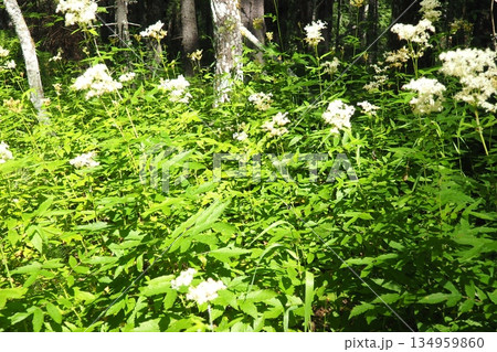 Filipendula ulmaria, commonly known as meadowsweet or mead wort, perennial herbaceous plant in family Rosaceae that grows in damp meadows. Herb possesses pleasant taste and flavour. Karelian taiga Filipendula ulmaria, commonly known as meadowsweet or mead wort, perennial herbaceous plant in family Rosaceae that grows in damp meadows. Herb possesses pleasant taste and flavour. Karelian taiga 134959860