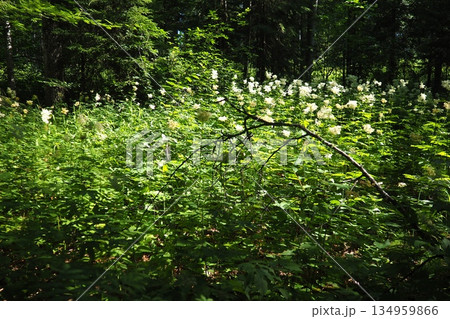 Filipendula ulmaria, commonly known as meadowsweet or mead wort, perennial herbaceous plant in family Rosaceae that grows in damp meadows. Herb possesses pleasant taste and flavour. Karelian taiga 134959866