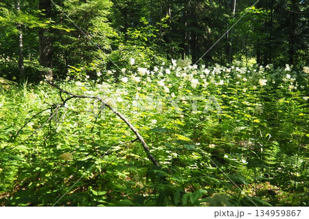 Filipendula ulmaria, commonly known as meadowsweet or mead wort, perennial herbaceous plant in family Rosaceae that grows in damp meadows. Herb possesses pleasant taste and flavour. Karelian taiga Filipendula ulmaria, commonly known as meadowsweet or mead wort, perennial herbaceous plant in family Rosaceae that grows in damp meadows. Herb possesses pleasant taste and flavour. Karelian taiga 134959867