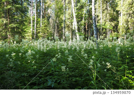 Filipendula ulmaria, commonly known as meadowsweet or mead wort, perennial herbaceous plant in family Rosaceae that grows in damp meadows. Herb possesses pleasant taste and flavour. Karelian taiga Filipendula ulmaria, commonly known as meadowsweet or mead wort, perennial herbaceous plant in family Rosaceae that grows in damp meadows. Herb possesses pleasant taste and flavour. Karelian taiga 134959870