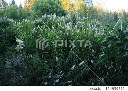 Spiraea alba, meadowsweet, narrowleaf meadowsweet, botanical pale bridewort pipestem is native to wet soil. Narrowleaf meadowsweet shrubs. Aromatic fragrant white flowers. Plant for nectar and pollen 134959881