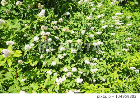 Spiraea alba, meadowsweet, narrowleaf meadowsweet, botanical pale bridewort pipestem is native to wet soil. Narrowleaf meadowsweet shrubs. Aromatic fragrant white flowers. Plant for nectar and pollen 134959882