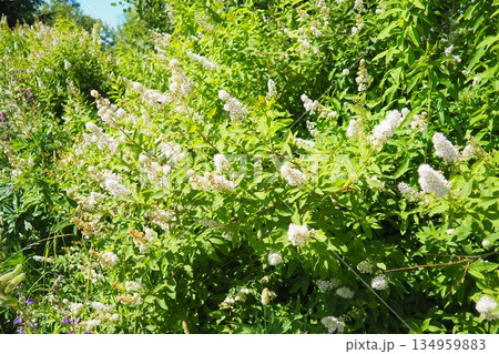 Spiraea alba, meadowsweet, narrowleaf meadowsweet, botanical pale bridewort pipestem is native to wet soil. Narrowleaf meadowsweet shrubs. Aromatic fragrant white flowers. Plant for nectar and pollen Spiraea alba, meadowsweet, narrowleaf meadowsweet, botanical pale bridewort pipestem is native to wet soil. Narrowleaf meadowsweet shrubs. Aromatic fragrant white flowers. Plant for nectar and pollen 134959883