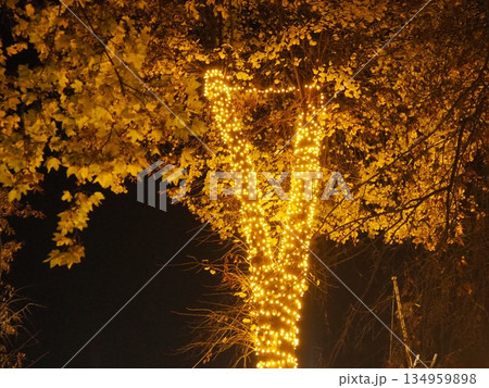 Garlands of glowing small bulbs, hanging on a tree in an evening dark park, and swinging. The theme of the New Year and Christmas. Festive atmosphere. Beautiful electric outdoor decorations. Xmas joy 134959898