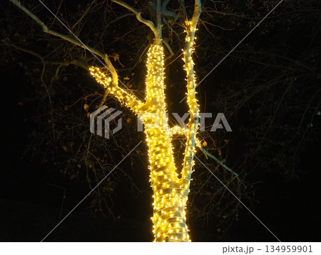 Garlands of glowing small bulbs, hanging on a tree in an evening dark park, and swinging. The theme of the New Year and Christmas. Festive atmosphere. Beautiful electric outdoor decorations. Xmas joy Garlands of glowing small bulbs, hanging on a tree in an evening dark park, and swinging. The theme of the New Year and Christmas. Festive atmosphere. Beautiful electric outdoor decorations. Xmas joy 134959901