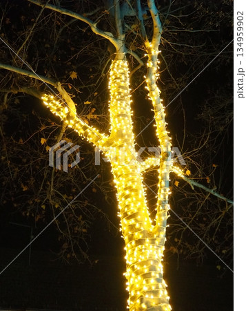 Garlands of glowing small bulbs, hanging on a tree in an evening dark park, and swinging. The theme of the New Year and Christmas. Festive atmosphere. Beautiful electric outdoor decorations. Xmas joy Garlands of glowing small bulbs, hanging on a tree in an evening dark park, and swinging. The theme of the New Year and Christmas. Festive atmosphere. Beautiful electric outdoor decorations. Xmas joy 134959902