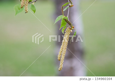 白樺の花 白樺の花 134960164