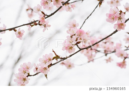 北海道の公園に咲く桜の花 北海道の公園に咲く桜の花 134960165