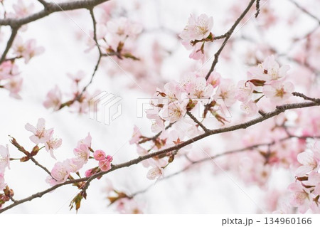 北海道の公園に咲く桜の花 134960166