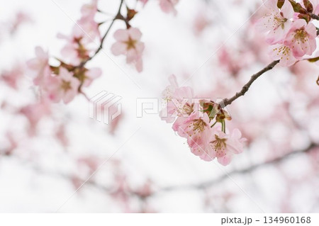 北海道の公園に咲く桜の花 134960168